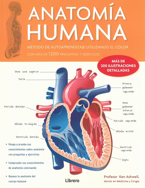 
            Anatomia Humana (Corazón V1)