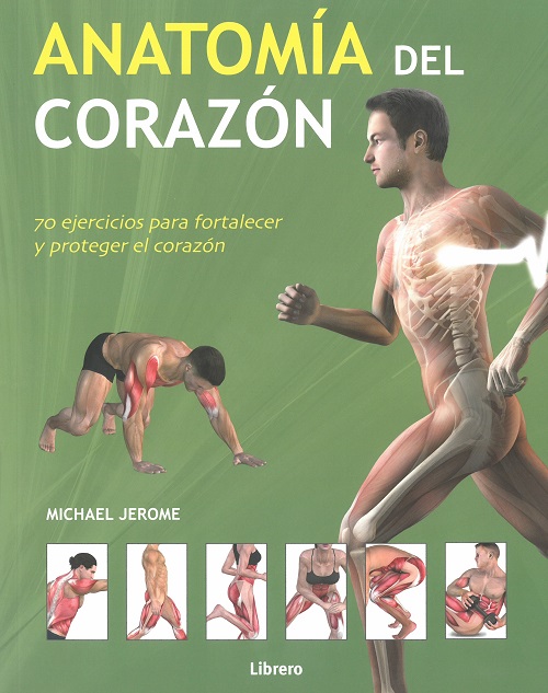 Anatomía del corazón