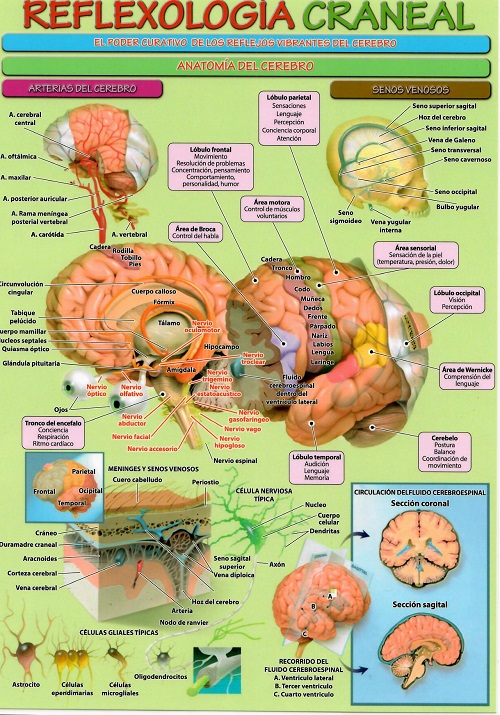 Reflexología craneal